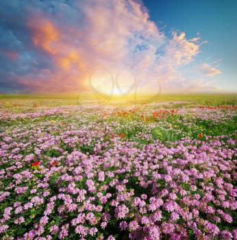 Spring flowers  in meadow. Beautiful landscapes.