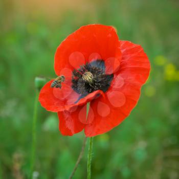 Bee and poppy flower. Nature composition.