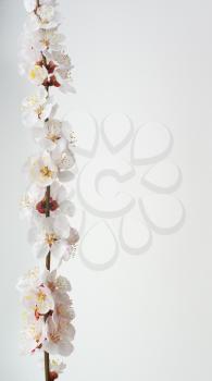 Isolated sakura. Spring apricot flowers on bench. Element of design.