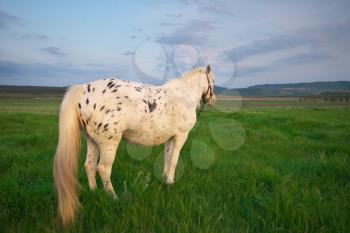 White horse standing on a green field. Nature composition.