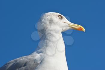 Seagull portrait. Close up view of white bird seagull.