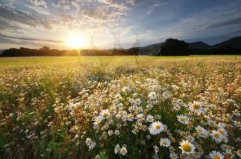 Spring daisy flowers  in meadow. Beautiful landscapes.