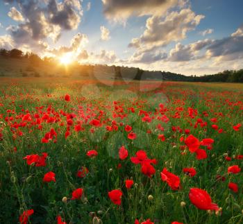 Poppy meadow landscape. Spring nature composition.