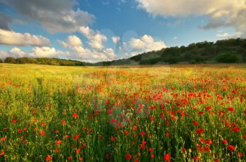 Big poppy meadow. Spring nature composition.