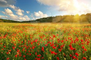 Big poppy meadow. Spring nature composition.