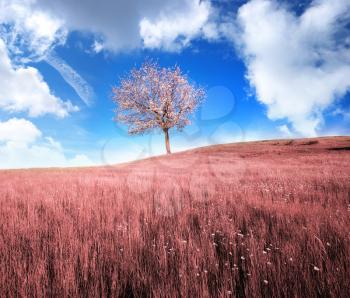 Infrared meadow in and spring tree. Composition of nature.