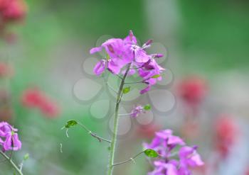 Violet macro flower. Nature composition.