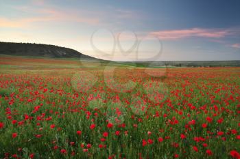 Poppies meadow landscape. Spring nature composition.