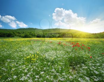 Spring flowers  in meadow. Beautiful nature andscapes.