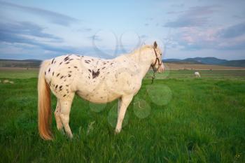 White horse standing on a green field. Nature composition.