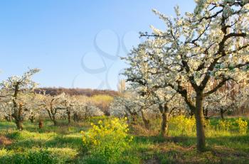 Apple tree in garden. Spring nature composition.