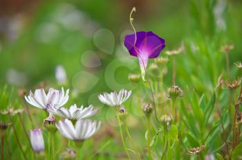 Summer grass and macro flower. Nature composition.