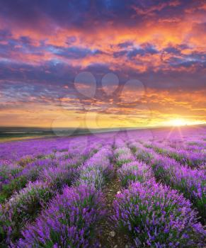 Meadow of lavender on sunrise. Nature composition.