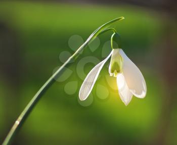 Snowdrop macro and nature composition.
