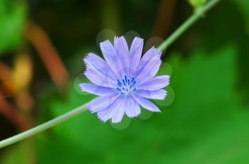 Chicory flower. Macro composition of nature.