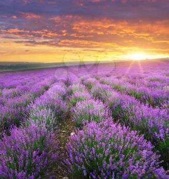 Meadow of lavender on sunrise. Nature composition.