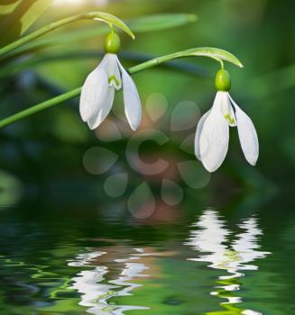 Snowdrop macro and water reflection. Nature composition.