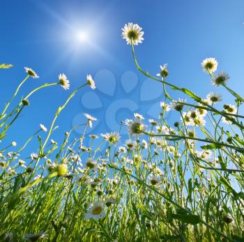 Meadow of daisy flower and blue sky. Nature composition.