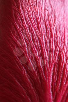 Texture of red leaf. Macro vien petal.