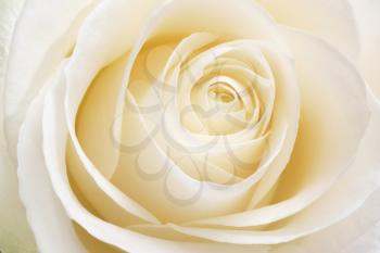 Beautiful soft fresh white rose close up. Macro nature composition.