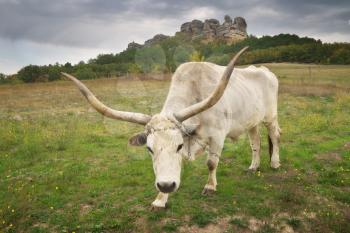 Big white bull with big horns. Nature animal. 