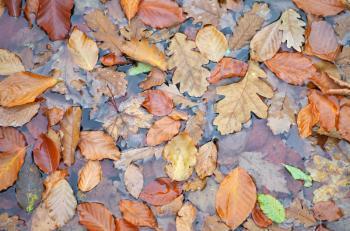 Autumn leafs in water. Nature texture and background conceptual composition.