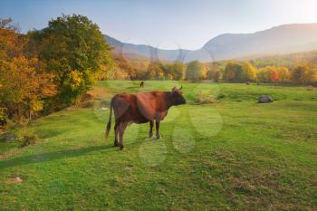 Cow on green meadow in mountain. Nature composition. 