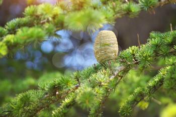 Cone of spruce on branch. Nature composition.