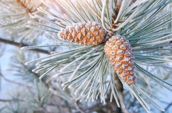 Macro of cone spruce. Nature composition. Element of design.