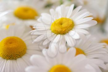 Camomile flower. Shallow depth-of-field. Macro and background composition. Element of design.