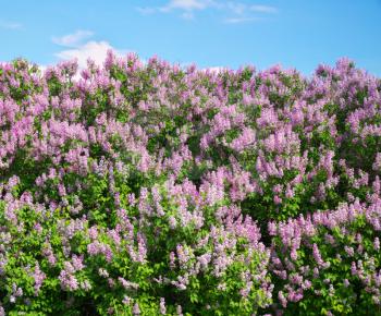 Lilac bush flower texture. Nature composition.