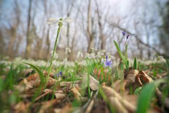 Snowdrop in forest. Spring nature composition. First spring flower.