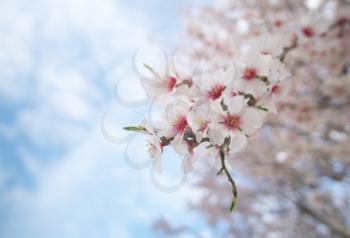 Branch of spring almond tree flower. White tree. Nature composition.
