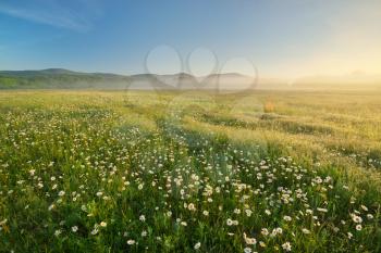 Daisy meadow on foggy morning. Nature composition landscape.