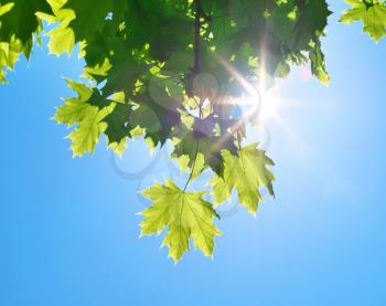 Spring leaf of maple tree and blue sky sunshine. Nature composition.