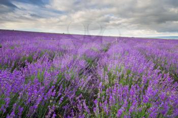 Meadow of lavender at cloudy day. Nature scene.