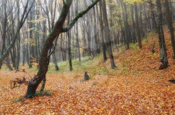 Autumn forest deep in mountain. Nature lanpscape.