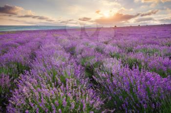 Meadow of lavender at sunrise. Nature composition.