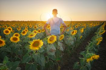 Man in meadow of sunflower at sunset. Nature and conceptual composition.