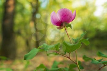 Peony portrait flower in spring forest. Nature composition.
