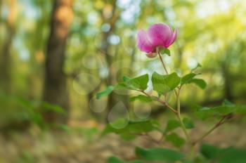 Peony portrait flower in spring forest. Nature composition.