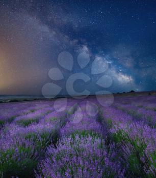 Meadow of lavender at nigt. Nature composition. Stars and milky way in sky. 