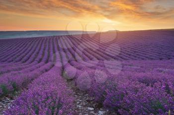 Meadow of lavender at sunrise. Nature composition.