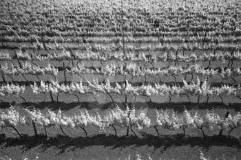 Aerial view of vineyard grapevine meadow. Abstract black and white texture nature look.  