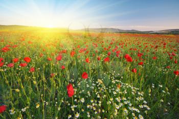 Poppies meadow and spring landscape. Nature composition.