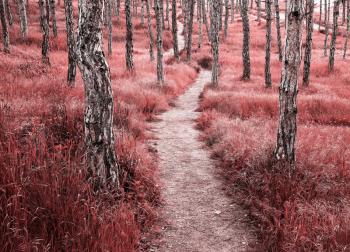 Spruce path road lane. Art nature infrared composition.