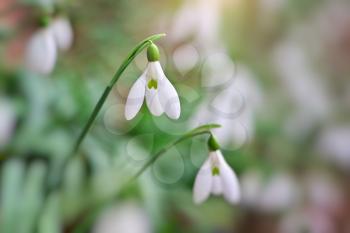 Snowdrop in forest. Spring nature composition.