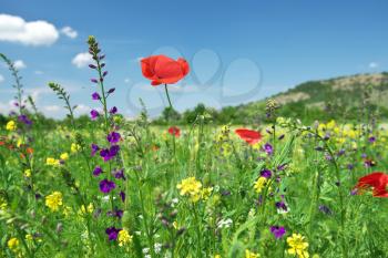 In poppies field. Nature composition. Red poppy flower portrait in green meadow on blue sky background.