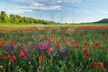 Spring flowers in meadow at sunset. Beautiful landscapes.