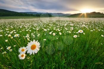 Spring daisy flowers in meadow. Beautiful nature andscapes.